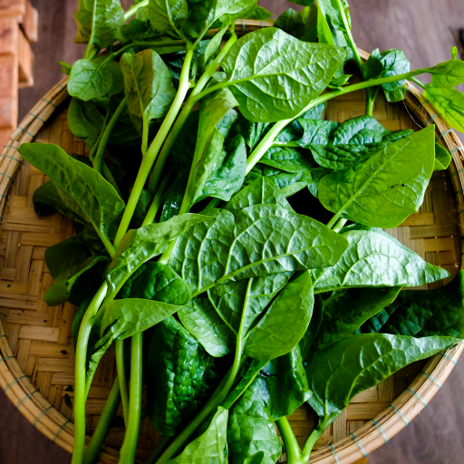 Mồng tơi thu hoạch