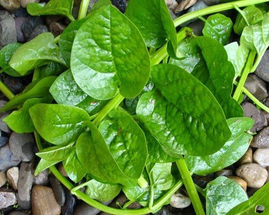 Mồng tơi trồng thùng xốp