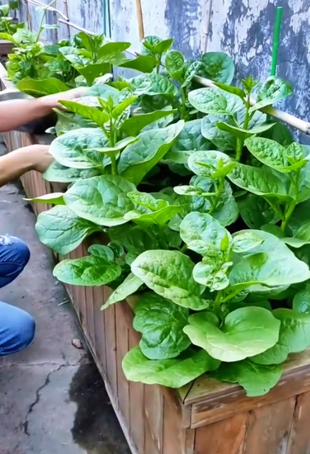 Vườn mồng tơi xanh tốt